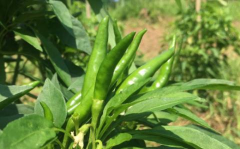 究極の無添加 四万十ゆず胡椒3個セット