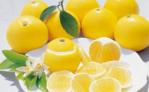 【早期受付・数量限定】甘味が強く酸味が少なめ！土佐の小夏ちゃん 3kg【家庭用】予約 旬 くだもの 果物 フルーツ 柑橘 ミカン みかん 小夏 こなつ 日向夏 四万十 農家直送【2026年5月下旬より順次配送】