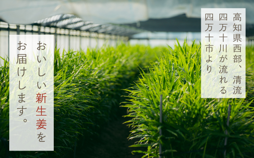 早期受付 期間限定 みずみずしさがたまらない 新生姜 約3kg【2026年5月下旬～9月上旬配送】高知県 高知 四万十市 四万十 しまんと 農作物 特産 しょうが 生姜 ショウガ 野菜 旬 新鮮 国産 先行 予約 ジンジャー 3kg×1箱