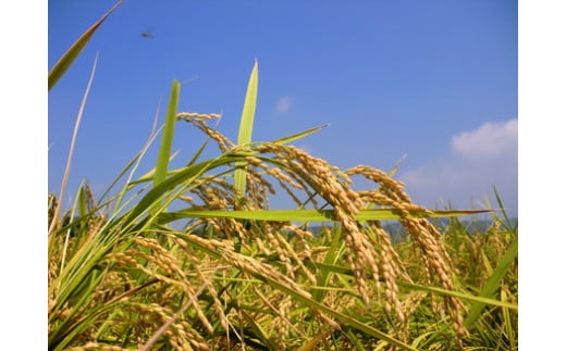 令和7年産 3回 定期便 四万十産 四万十米 コシヒカリ 10kg （5kg×2袋）×3回（計30kg） 国産 こしひかり コシヒカリ 30kg 2025年 精米 白米 米 おこめ こめ コメ ご飯 ごはん ふっくら 四国 高知 四万十 しまんと R7 10kg×3回（計30kg）