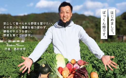 【 早期受付 4回定期便 】 とれたて 新鮮 ！ぱっくん畑のおくりもの 農家直送 秋・冬 野菜セット 約5種類 国産 野菜 やさい 先行 予約 高知県 高知 しまんと 四万十市 限定 お取り寄せ 【2026年11月～2027年2月まで毎月1回配送】 ・4回配送（2026年11月～2027年2月まで毎月1回配送）