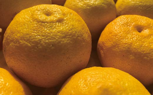 ゆず 約 1.5kg 9～14個 高知県産 四万十市産 贈答用 ギフト 【 早期受付 数量限定 】先行 予約 柚子 ユズ 柑橘 フルーツ 果物 高知県 高知 四万十市 四万十 しまんと 【 2025年 12月中旬～ 2026年 1月下旬発送】