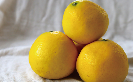 小夏 約 5kg 18～30個 高知県産 四万十市産 贈答用 ギフト 【 早期受付 数量限定 】先行 予約 ハウス栽培 こなつ コナツ 柑橘 フルーツ 果物 高知県 高知 四万十市 四万十 しまんと お取り寄せ 【 2026年5月下旬～6月下旬発送】