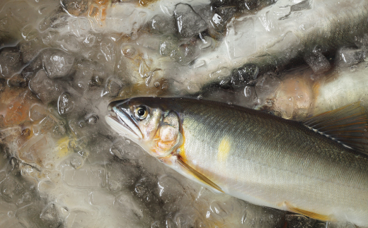 四万十川漁協遊漁券 1年券 【令和8年3月1日～令和9年2月28日】 高知 高知県 四万十川 令和9年 令和8年 2027年 2026年 釣り 川釣り フィッシング 遊漁 遊漁券 アウトドア うなぎ ウナギ 鰻 あゆ アユ 鮎 四万十市 四万十 しまんと