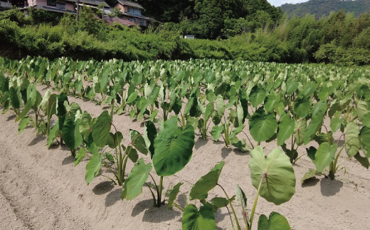 早期受付 期間限定 数量限定 しまんと流域　栽培期間中農薬・化学肥料不使用！さとやま文旦5kg（無選別） フルーツ 果物 文旦 柑橘 高知 四万十 しまんと 限定 予約 先行 【2026年2月下旬～3月下旬配送】
