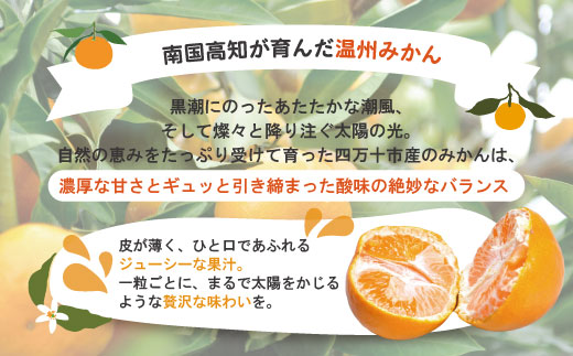 【早期受付・数量限定】農家直送！四万十みかん《おふくろさん》3kg 家庭用 予約 早期受付 数量限定 家庭用 旬 温州 温州みかん みかん 蜜柑 ミカン フルーツ 果物 くだもの 四万十市 四万十 しまんと【2025年11月中旬より順次配送】