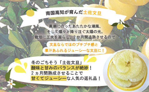 【早期受付・数量限定】熟成の土佐文旦5kg 家庭用 予約 先行受付 大人気 リピーター フルーツ 果物 旬 文旦 ぶんたん ブンタン 土佐文旦 柑橘 オススメ 四万十 しまんと 高知県 高知 産地直送 農家直送 【2026年2月下旬より発送】R7-551