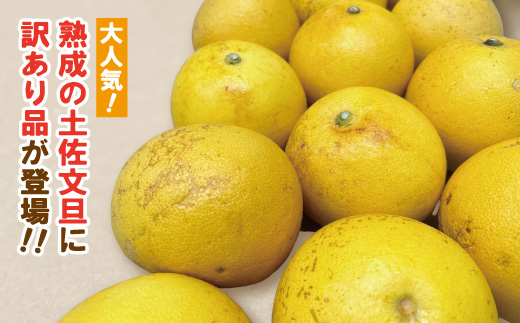 【訳あり・数量限定】熟成の土佐文旦5kg 家庭用 訳あり 訳アリ わけあり 大人気 人気 リピーター 予約 先行 旬 文旦 ぶんたん ブンタン フルーツ 果物 柑橘 四万十市 四万十 しまんと 高知 農家直送 【2026年3月上旬～無くなり次第終了】