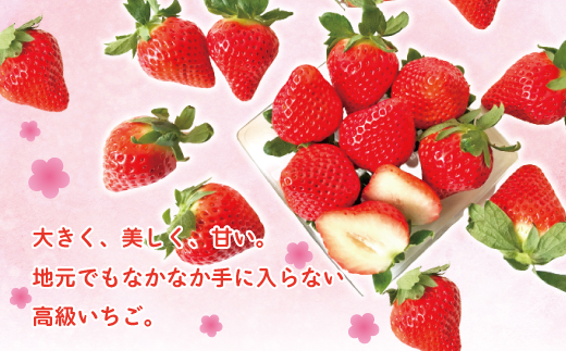 【 早期受付 数量限定 】 苺 の貴婦人 おおきみ 化粧箱 2箱 贈答 ギフト フルーツ 果物 いちご ストロベリー 高級 人気 大粒 プレミアム 限定品 高知県 高知 四万十市 四万十 しまんと お取り寄せ 【2026年2月より順次発送予定】