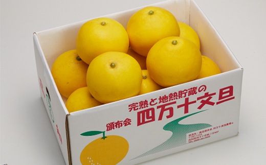 四万十 文旦 家庭用 10kg 早期受付 期間限定 数量限定 人気 ぶんたん 土佐文旦 ブンタン 冬 旬 限定 国産 フルーツ 果物 柑橘 高知 四万十 しまんと お取り寄せ 産地直送 【配送時期：2026年2月下旬～3月上旬】 家庭用 10kg（約16玉～22玉）