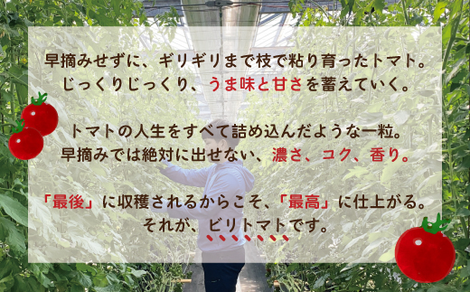四万十市産 じっくり育った濃厚 ビリトマト 1.5kg 南国 新鮮 野菜 やさい 国産 トマト とまと ミニトマト コク うま味 甘い 冷蔵 産地直送 お取り寄せ 旬 農家直送 高知県 高知 四万十市 四万十 しまんと 【12月中旬～5月下旬に発送】