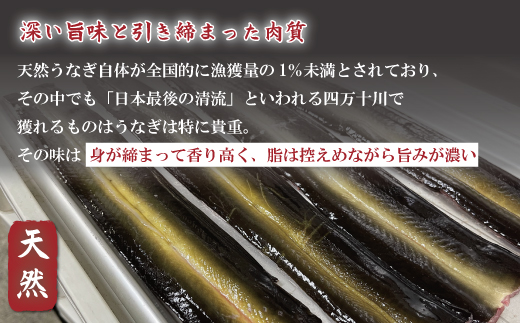 希少 四万十川産＜天然うなぎ＞白焼き 1尾（約200ｇ） 天然うなぎ 天然 四万十川 鰻 ウナギ うなぎ グルメ おいしい ギフト 食べ物 食品 国産鰻 白焼 うなぎ白焼き ウナギ白焼き 鰻白焼 冷凍 国産 高知 高知県 四万十 四万十市 天然うなぎ（白焼き）約200ｇ×1尾