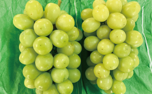 シャインマスカット 2房 約 1kg 種なし 早期受付 2026年収穫 秋 旬 おすすめ オススメ 人気 ジューシー 新鮮 産地直送 厳選 数量限定 高知 高知県 四万十市 四万十 しまんと 葡萄 ぶどう ブドウ フルーツ 果物 くだもの マスカット 予約