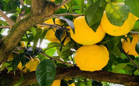 【早期受付・期間限定】 四万十産　爽やか柚子（贈答用）約1.5kg（9個～12個）【2023年12月中旬～2024年2月下旬発送】