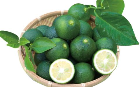 ひんやりスッキリ爽やか！四万十市産のぶしゅかんを使った四万十ぶしゅかんアイスキャンデー（10本入り）