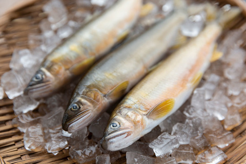 四万十川天然鮎セット（塩焼き４～６匹+天然冷凍鮎５～１０匹）R5-840