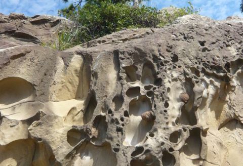 おもてなしタクシー(6)「竜串コース」3.5時間 R5-961