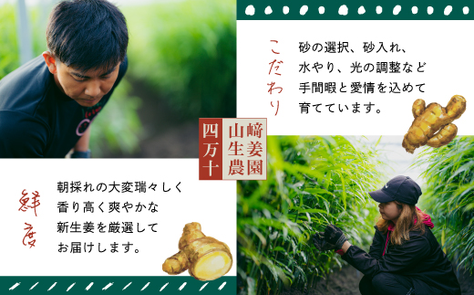 早期受付 期間限定 みずみずしさがたまらない 新生姜 約2kg【2026年5月下旬～9月上旬配送】高知県 高知 四万十市 四万十 しまんと 農作物 特産 しょうが 生姜 ショウガ 野菜 旬 新鮮 国産 先行 予約 ジンジャー 2kg×1箱