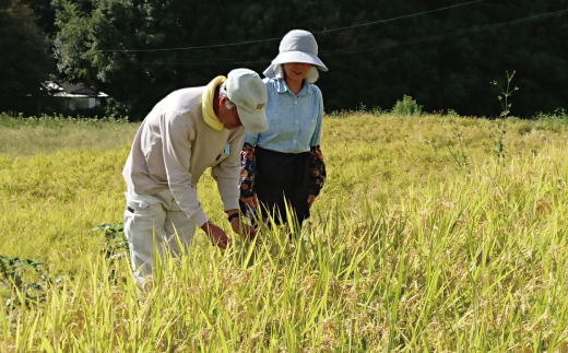 【5kg】令和7年産 米 ヒノヒカリ 無洗米 精米 白米 沢のしずく 5kg×1袋 2025年 四万十市産 国産 ひのひかり おこめ こめ コメ ご飯 ごはん おいしい ふっくら もちもち 高知県 高知 四万十市 四万十 しまんと お取り寄せ 5kg×1袋