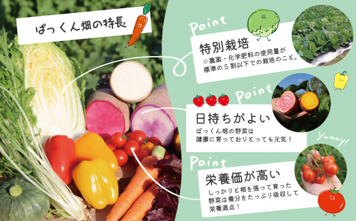 【 早期受付 4回定期便 】 とれたて 新鮮 ！ぱっくん畑のおくりもの 農家直送 秋・冬 野菜セット 約5種類 国産 野菜 やさい 先行 予約 高知県 高知 しまんと 四万十市 限定 お取り寄せ 【2026年11月～2027年2月まで毎月1回配送】 ・4回配送（2026年11月～2027年2月まで毎月1回配送）