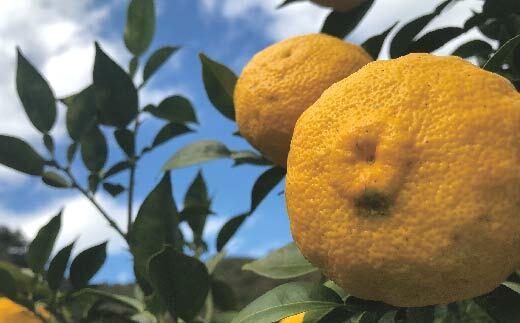 ゆず 約 1.5kg 9～14個 高知県産 四万十市産 贈答用 ギフト 【 早期受付 数量限定 】先行 予約 柚子 ユズ 柑橘 フルーツ 果物 高知県 高知 四万十市 四万十 しまんと 【 2025年 12月中旬～ 2026年 1月下旬発送】