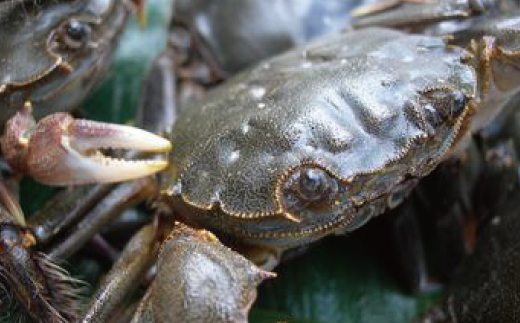 四万十川漁協遊漁券 1年券 【令和8年3月1日～令和9年2月28日】 高知 高知県 四万十川 令和9年 令和8年 2027年 2026年 釣り 川釣り フィッシング 遊漁 遊漁券 アウトドア うなぎ ウナギ 鰻 あゆ アユ 鮎 四万十市 四万十 しまんと