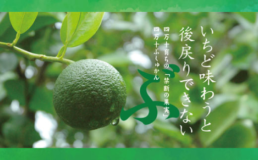 久保田食品 四万十ぶしゅかんアイスキャンデー 20本 入り 冷菓 菓子 冷凍 冷凍便 アイス アイスキャンデー スイーツ おやつ おいしい フルーツ 柑橘 果汁 四万十市産 ぶしゅかん 人気 おすすめ グルメ ご当地 お取り寄せ ギフト 夏ギフト お中元