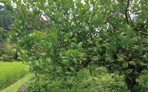 早期受付 期間限定 数量限定 しまんと流域　栽培期間中農薬・化学肥料不使用！さとやま文旦5kg（無選別） フルーツ 果物 文旦 柑橘 高知 四万十 しまんと 限定 予約 先行 【2026年2月下旬～3月下旬配送】