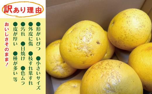 【訳あり・数量限定】熟成の土佐文旦5kg 家庭用 訳あり 訳アリ わけあり 大人気 人気 リピーター 予約 先行 旬 文旦 ぶんたん ブンタン フルーツ 果物 柑橘 四万十市 四万十 しまんと 高知 農家直送 【2026年3月上旬～無くなり次第終了】