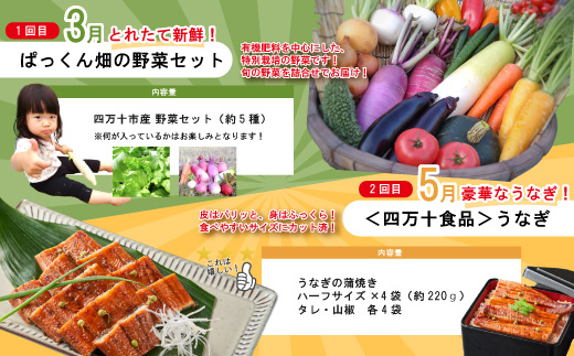 【年末限定】 5回 定期便 四万十 人気 グルメ お楽しみ しまんと ふるさと 定期便 5万円 Aコース 今だけ 限定 野菜 うなぎ 鰻 パン 冷凍パン 魚 魚介 タタキ たたき 鰹 かつお フルーツ みかん 温州 贅沢 高知 四万十市