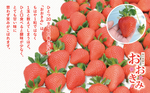 【 早期受付 数量限定 】 苺 の貴婦人 おおきみ 化粧箱 2箱 贈答 ギフト フルーツ 果物 いちご ストロベリー 高級 人気 大粒 プレミアム 限定品 高知県 高知 四万十市 四万十 しまんと お取り寄せ 【2026年2月より順次発送予定】