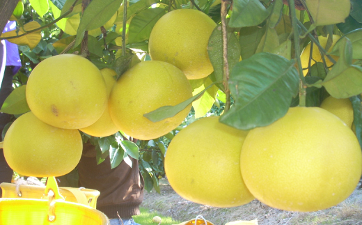 四万十 文旦 家庭用 5kg 早期受付 期間限定 数量限定 人気 ぶんたん 土佐文旦 ブンタン 冬 旬 限定 国産 フルーツ 果物 柑橘 高知 四万十 しまんと お取り寄せ 産地直送 【配送時期：2026年2月下旬～3月上旬】 家庭用 5kg（約7玉～12玉）