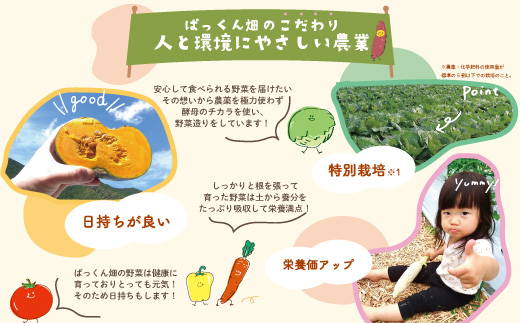 【 早期受付 8回 定期便 】 旬な野菜セット 約5種類 とれたて 新鮮 ぱっくん畑のおくりもの 農家直送 国産 野菜 やさい 高知県 高知 四万十市 四万十 しまんと 野菜便 産地直送 【2026年5月～8月、11月～2027年2月に月1回発送】