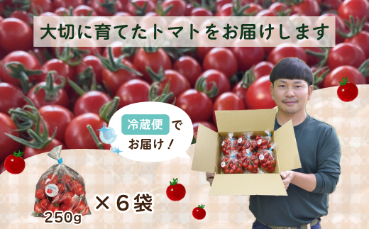 四万十市産 じっくり育った濃厚 ビリトマト 1.5kg 南国 新鮮 野菜 やさい 国産 トマト とまと ミニトマト コク うま味 甘い 冷蔵 産地直送 お取り寄せ 旬 農家直送 高知県 高知 四万十市 四万十 しまんと 【12月中旬～5月下旬に発送】