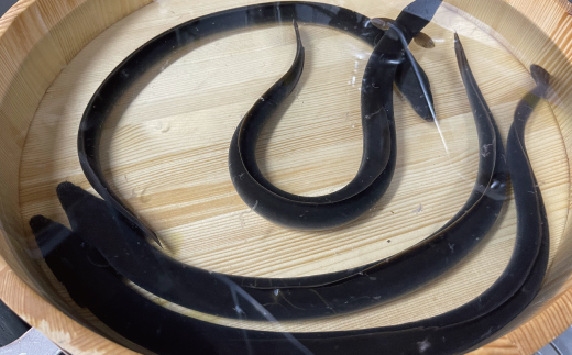 希少 四万十川産＜天然うなぎ＞蒲焼 2尾（約400ｇ） 天然うなぎ 天然 四万十川 鰻 ウナギ うなぎ グルメ 高級 贅沢 ギフト 食べ物 食品 国産鰻 蒲焼 うなぎ蒲焼 ウナギ蒲焼 鰻蒲焼 冷凍 国産 高知 四万十 四万十市 天然うなぎ（蒲焼）約200ｇ×2尾