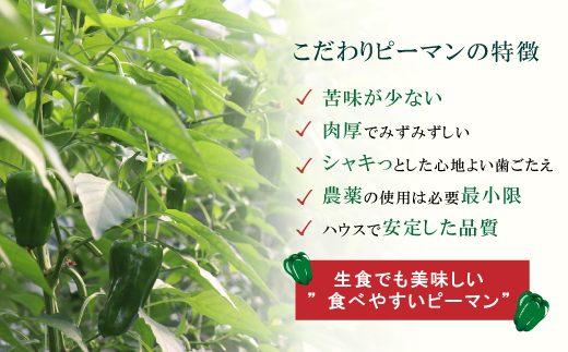 苦味が少なくておいしい！ 高見農園 のこだわり 新鮮 ピーマン 1kg 新鮮 野菜 ベジタブル ぴーまん ハウス ハウスピーマン ハウス栽培 惣菜 国産 産地直送 旬 高知県 四万十 しまんと【発送時期：10月～6月】