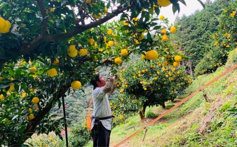 【早期受付・期間限定】 四万十産　爽やか柚子（贈答用）約1.5kg（9個～12個）【2023年12月中旬～2024年2月下旬発送】