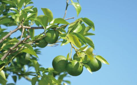 ひんやりスッキリ爽やか！四万十市産のぶしゅかんを使った四万十ぶしゅかんアイスキャンデー（20本入り）R5-444