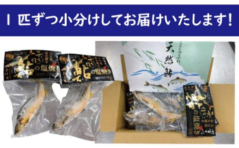 炭火でじっくり焼いた四万十川天然鮎の塩焼き(3～4匹) R5-838