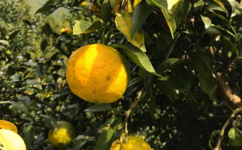 四万十ゆずの調味料セット（焼肉のタレ・ドレッシング・シロップ）R5-353