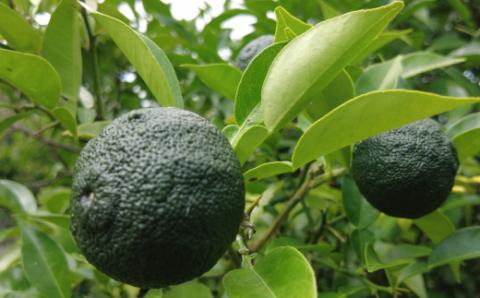 究極の無添加 四万十ゆず胡椒3個セット