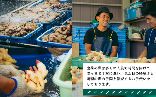 早期受付 期間限定 みずみずしさがたまらない 新生姜 約5kg【2026年5月下旬～9月上旬配送】高知県 高知 四万十市 四万十 しまんと 農作物 特産 しょうが 生姜 ショウガ 野菜 旬 新鮮 国産 先行 予約 ジンジャー 5kg×1箱