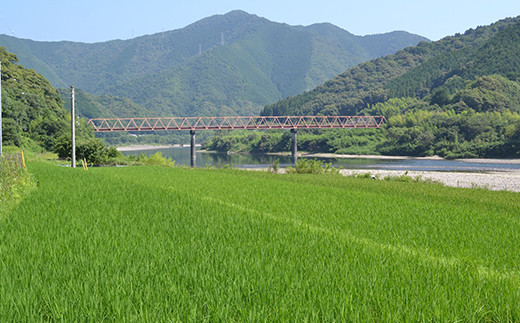 【令和7年産】四万十産 四万十米 コシヒカリ 10kg（5kg×2袋） 国産 こしひかり 5kg 令和7年 2025年 精米 白米 米 おこめ こめ コメ ご飯 ごはん 高知 四万十 しまんと 四万十川 R7 10㎏（5kg×2袋）