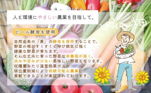 【 早期受付 】 とれたて 新鮮 ！ぱっくん畑のおくりもの 農家直送 秋・冬 野菜セット 約5種類 国産 野菜 やさい ベジタブル 先行 予約 高知県 高知 しまんと 四万十市 野菜便 限定 お取り寄せ 【2026年11月～2027年2月の間に1回配送】 ・単品（1回配送）