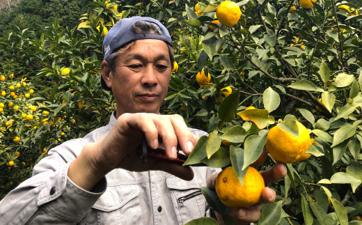 ゆず 約 1.5kg 9～14個 高知県産 四万十市産 贈答用 ギフト 【 早期受付 数量限定 】先行 予約 柚子 ユズ 柑橘 フルーツ 果物 高知県 高知 四万十市 四万十 しまんと 【 2025年 12月中旬～ 2026年 1月下旬発送】