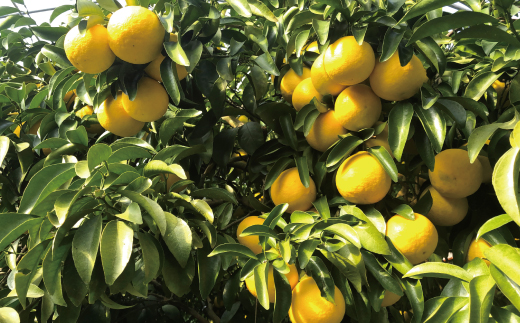 小夏 約 5kg 18～30個 高知県産 四万十市産 贈答用 ギフト 【 早期受付 数量限定 】先行 予約 ハウス栽培 こなつ コナツ 柑橘 フルーツ 果物 高知県 高知 四万十市 四万十 しまんと お取り寄せ 【 2026年5月下旬～6月下旬発送】