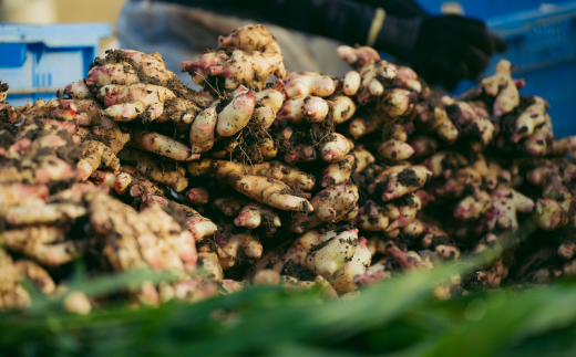 【 山﨑生姜農園 】 生姜農家 が作った 至高の 生姜ジャム 万能 調味料 生姜焼き ジンジャー 生姜 しょうが ショウガ ジャム 濃厚 きび糖 加工品 食品 グルメ 高知県 高知 四万十市 四万十 しまんと