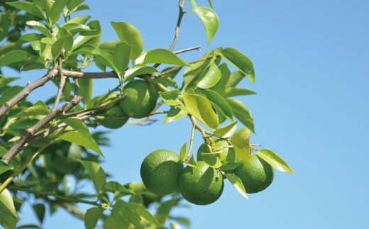 久保田食品 四万十ぶしゅかんアイスキャンデー 10本 入り 冷菓 菓子 冷凍 冷凍便 アイス アイスキャンデー スイーツ おやつ おいしい フルーツ 柑橘 果汁 四万十市産 ぶしゅかん 人気 おすすめ グルメ ご当地 お取り寄せ ギフト 夏ギフト お中元