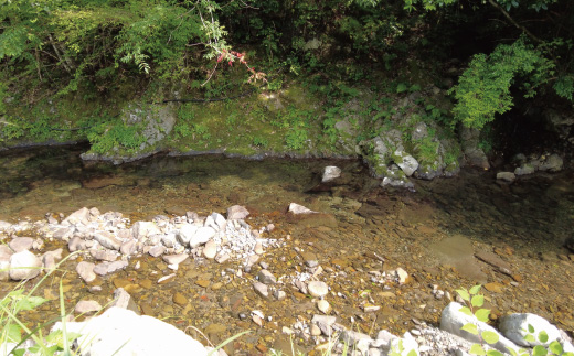 早期受付 期間限定 数量限定 しまんと流域　栽培期間中農薬・化学肥料不使用！さとやま文旦5kg（無選別） フルーツ 果物 文旦 柑橘 高知 四万十 しまんと 限定 予約 先行 【2026年2月下旬～3月下旬配送】