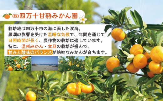 【早期受付・数量限定】熟成の土佐文旦10kg 家庭用 予約 先行 先行受付 大人気 リピーター フルーツ 果物 旬 文旦 ぶんたん ブンタン 柑橘 オススメ 四万十市 四万十 しまんと 高知 産地直送 農家直送 【2026年2月下旬より発送】R7-552